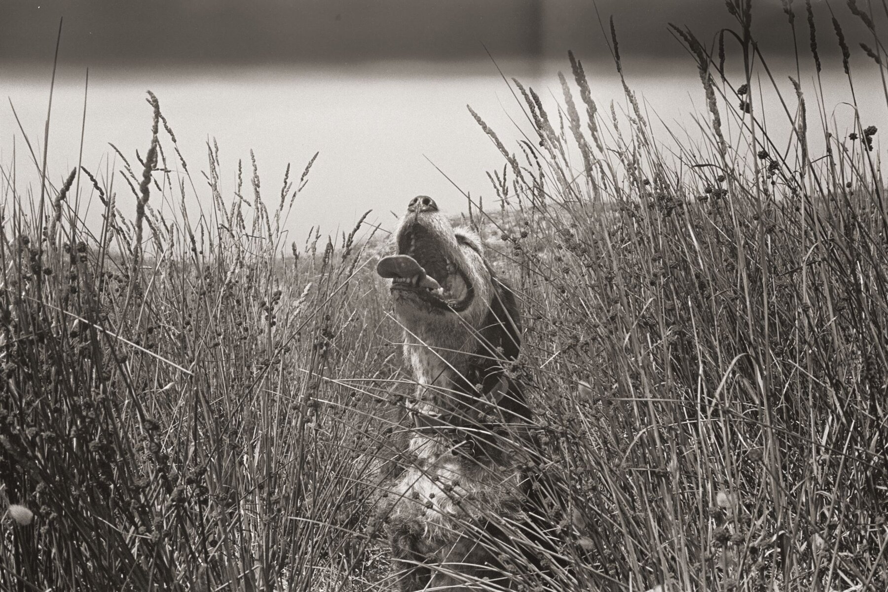 Figure in the grass, hillside