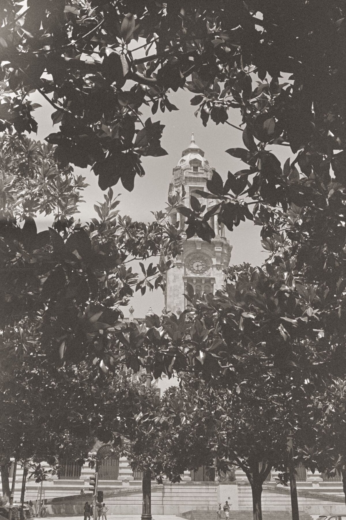 Looking up, leaves